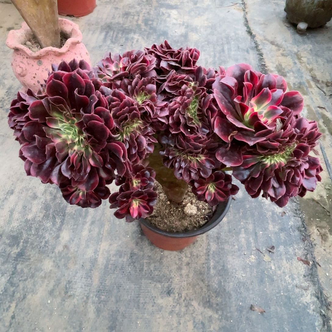 【闪购商品】无花朵美杜莎