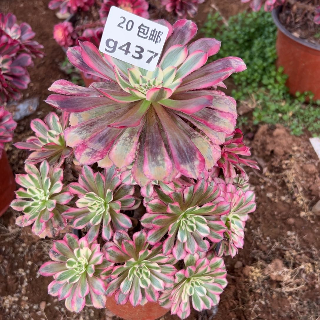 437红铜白，满20包邮