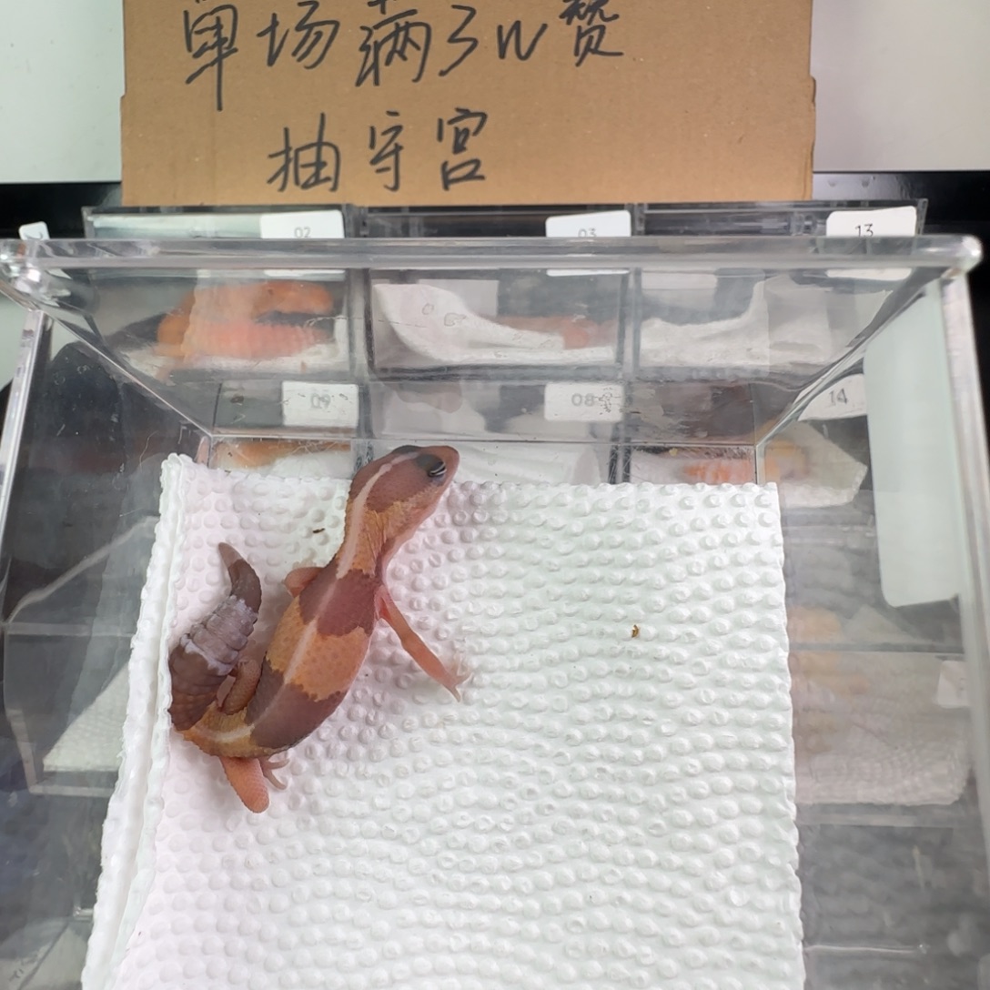 豹纹守宫直线橘白弟弟