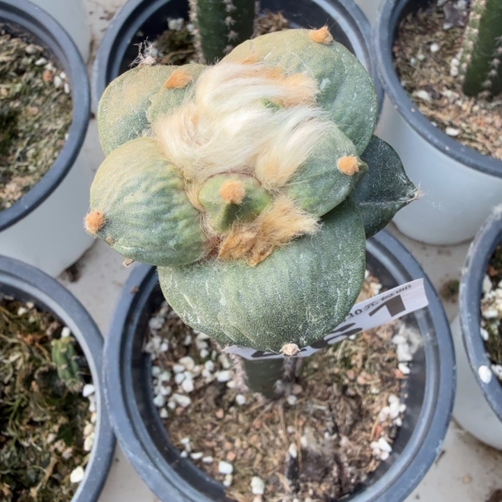 无花朵461大尤牛舌牡丹东九