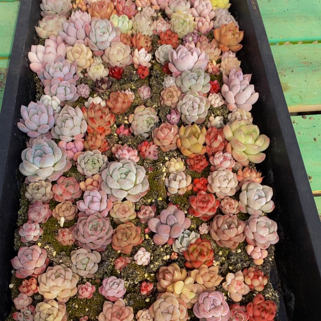 035多肉植物保护研究所所长