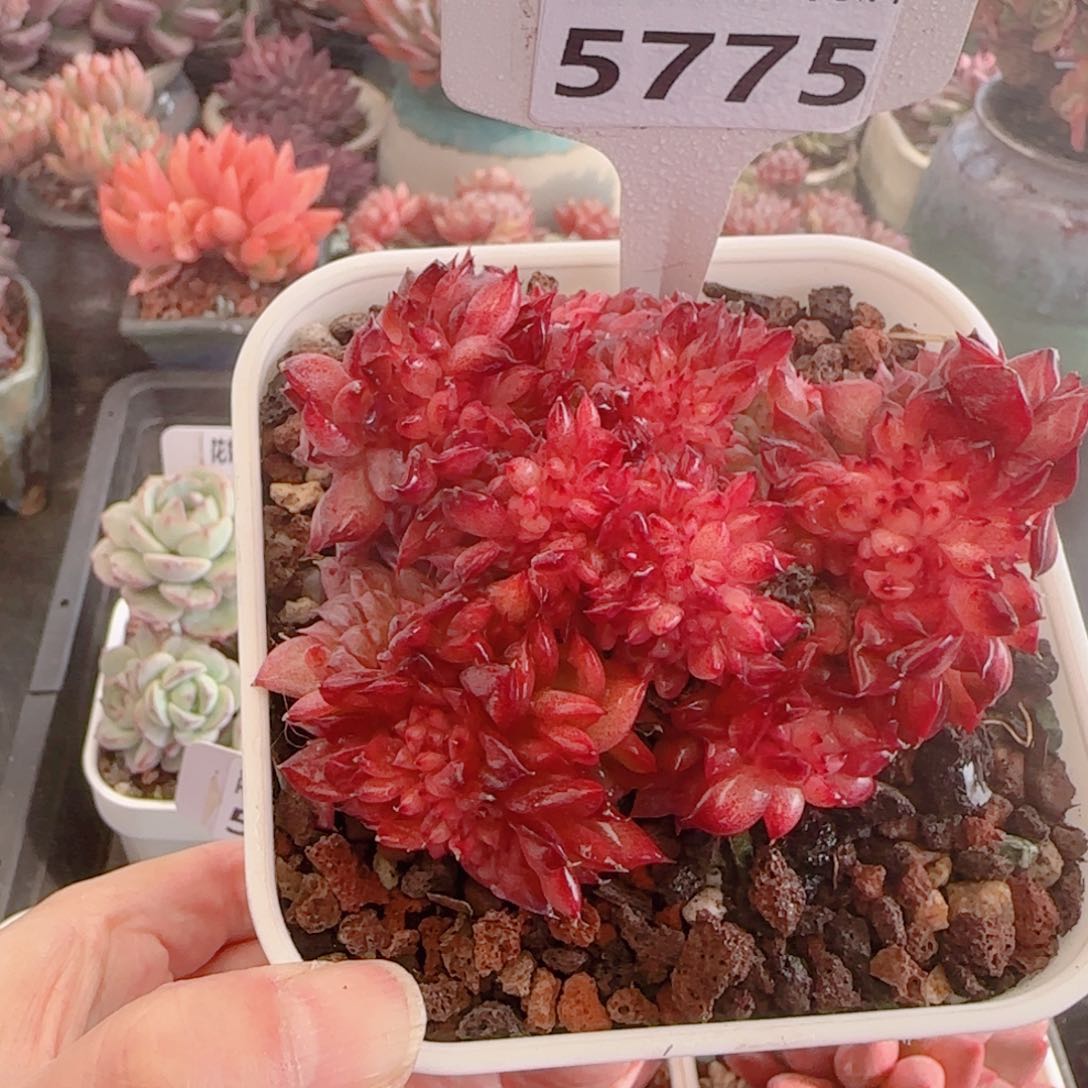 多肉植物5775…………….