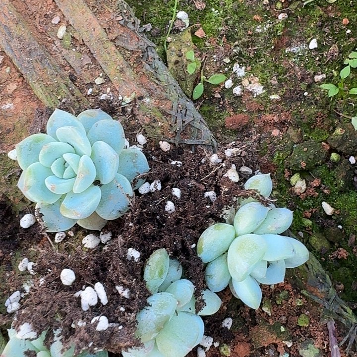 田心十棵量拍发货29-62