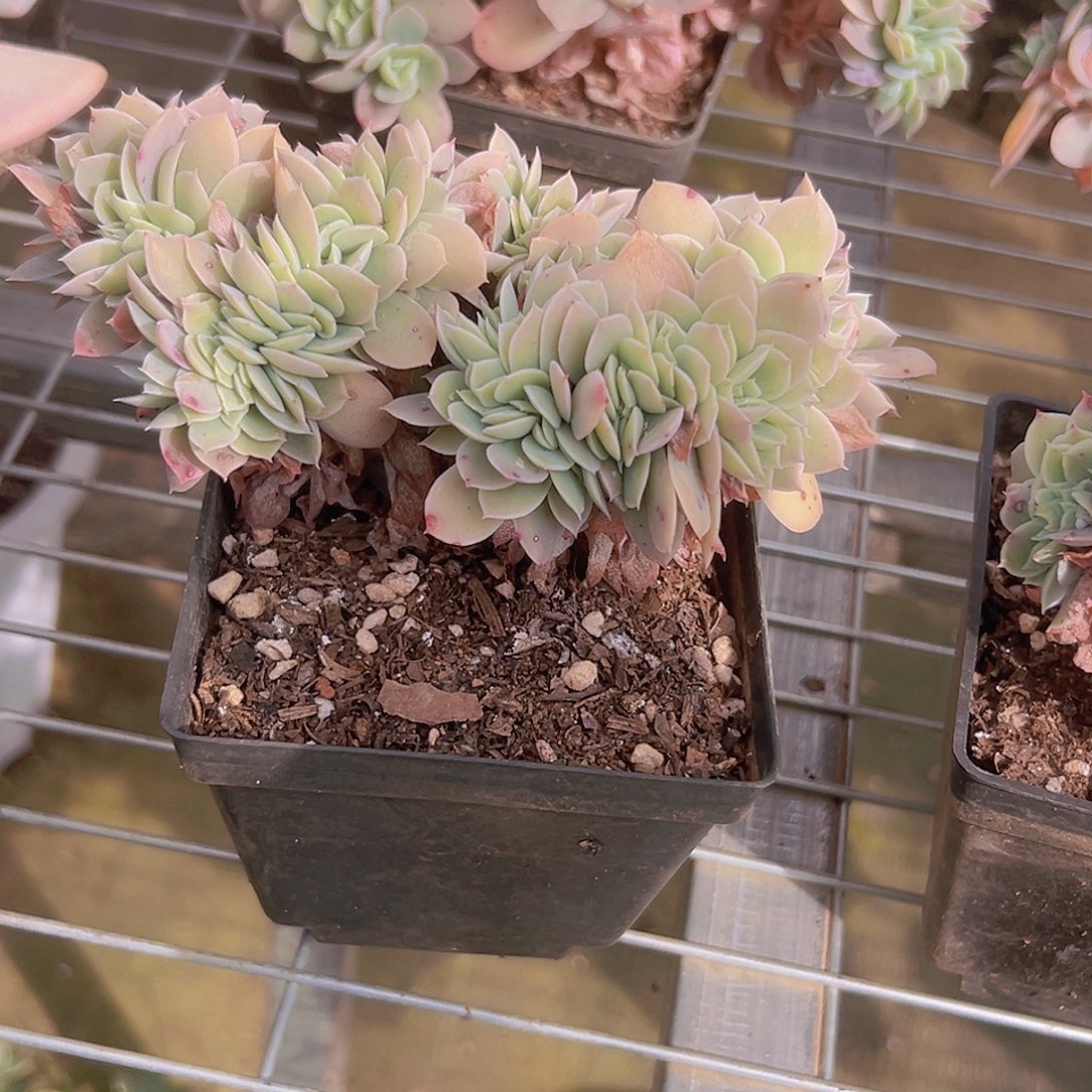 星娜塔醉话一个脱土