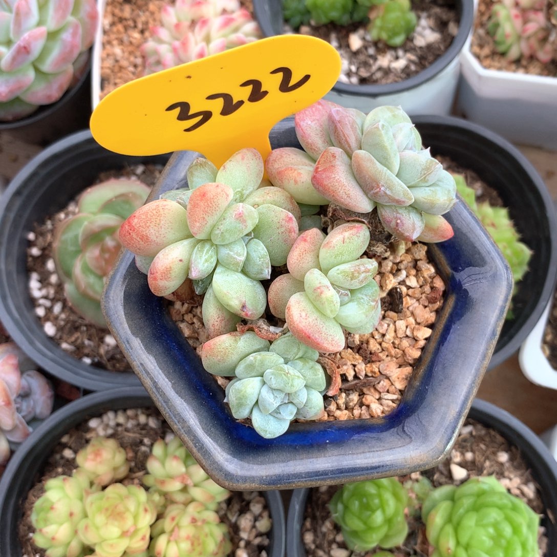 发***橙冰玉石化老桩3222
