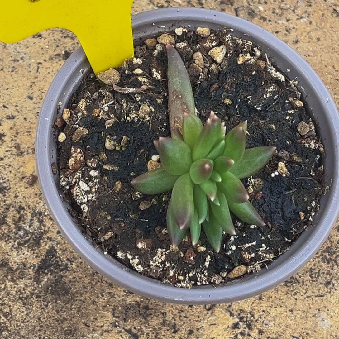 0356号上午多肉植物群生多肉植物