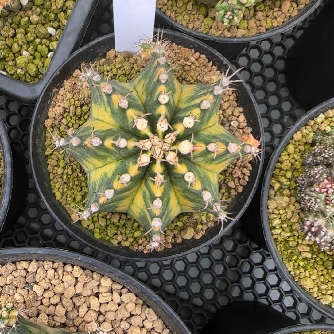 37-0215脱土发多肉