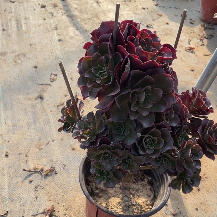 魅金多肉植物多肉多肉26