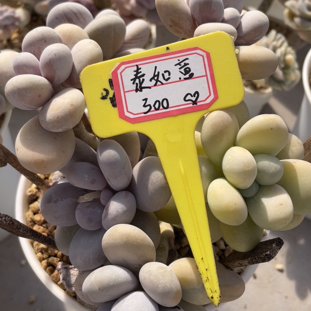 泰***事泰如意300、              