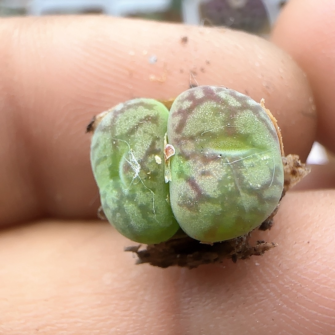 毛杂。             37153