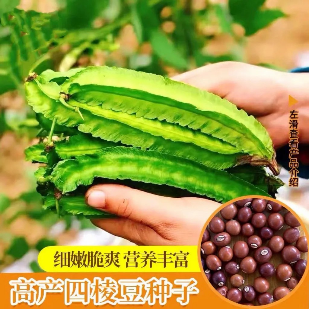 【四棱豆种子】高产豆角四角豆皇帝豆种籽阳台春四季播蔬菜种子