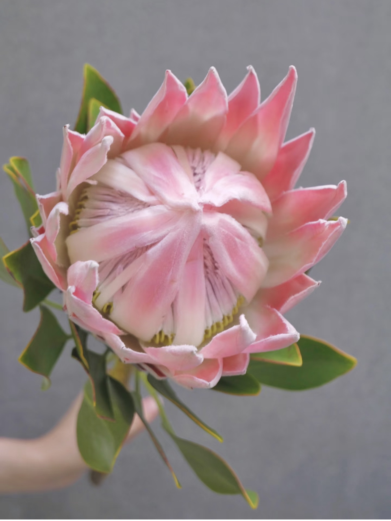 南非进口花材-粉帝王(叶片出现褐化属于正常)