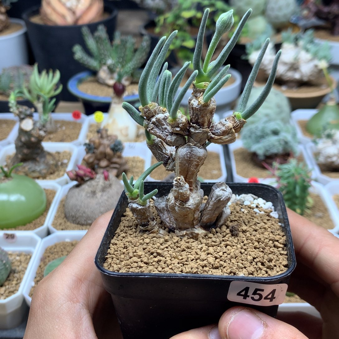 老桩碧光环带盆40