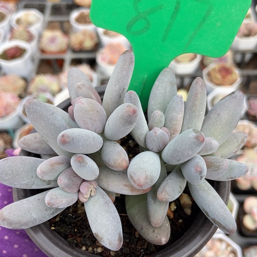 817白兰地多肉植物