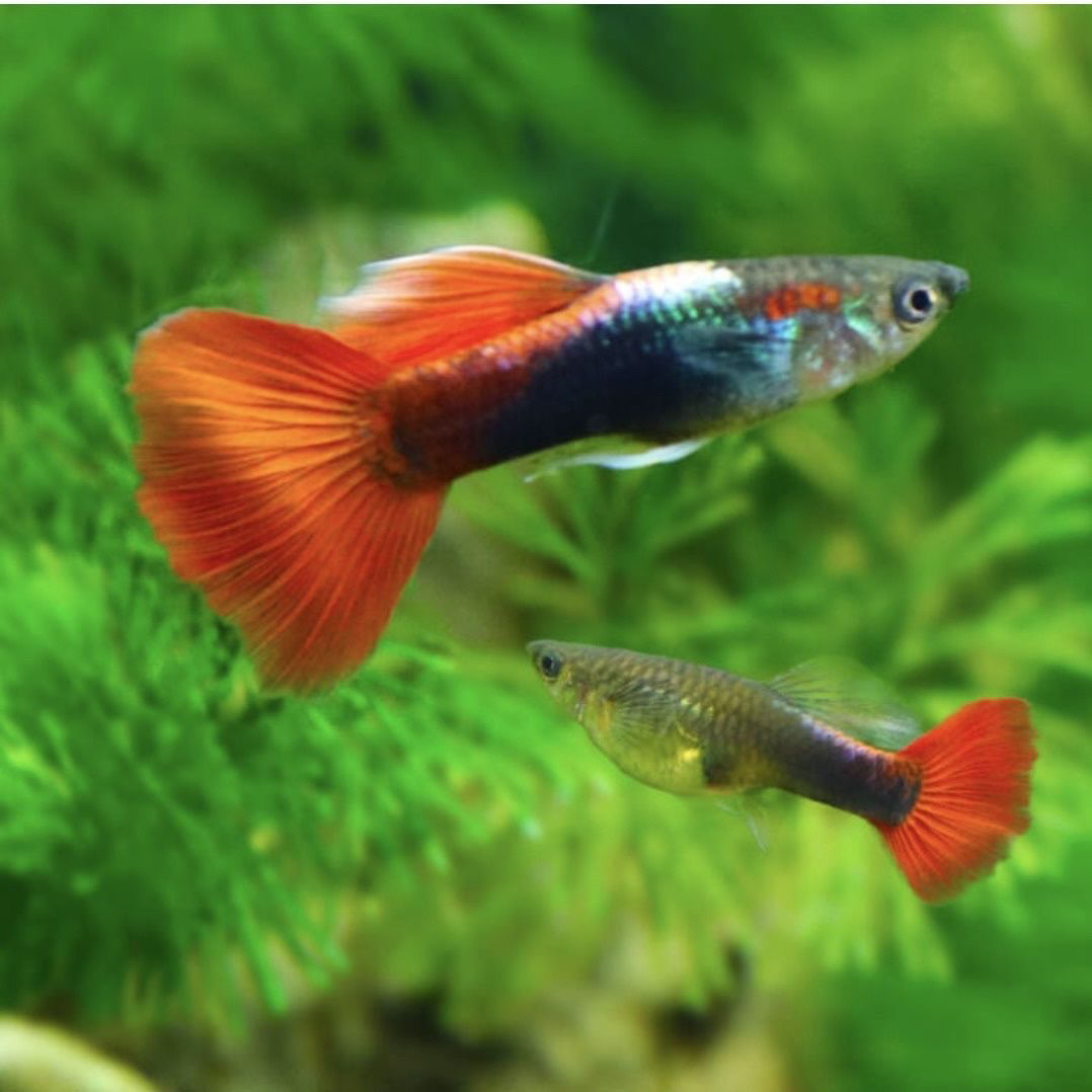 巴西孔雀鱼热带淡水孔雀鱼红扇凤尾胎生观赏鱼小型鱼水草缸饲养