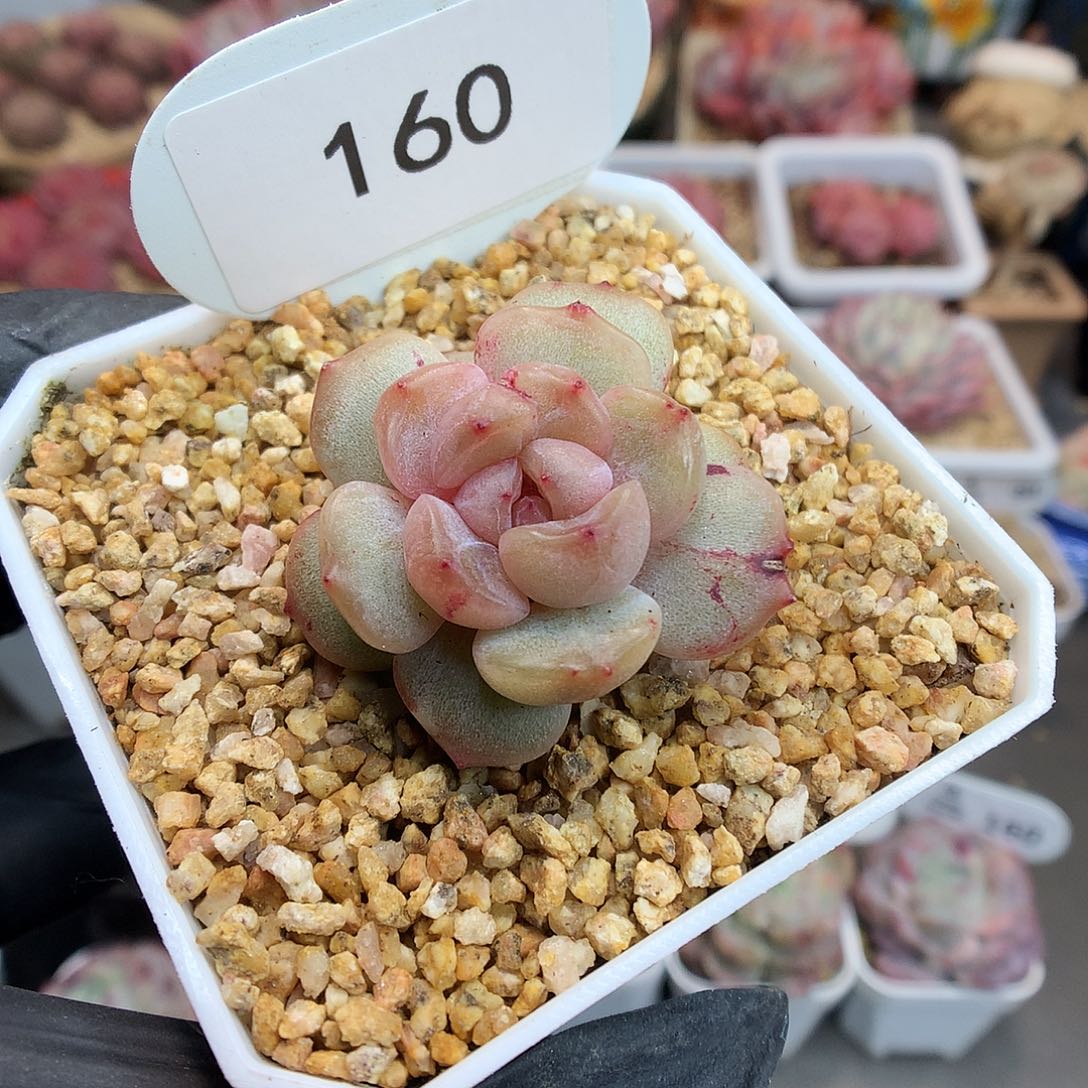 160 红恋石化多肉