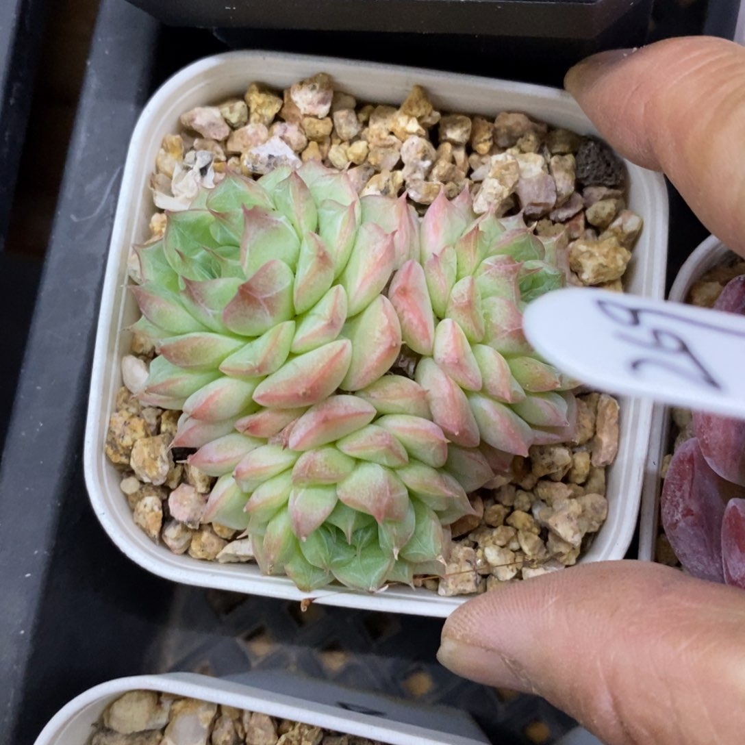 精品多肉一物一拍不包整269