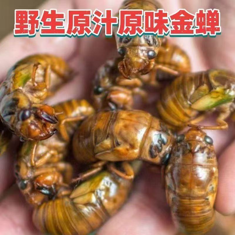 知了猴速冻当季2025新鲜金蝉现抓爬叉猴蝉蛹顺丰包邮