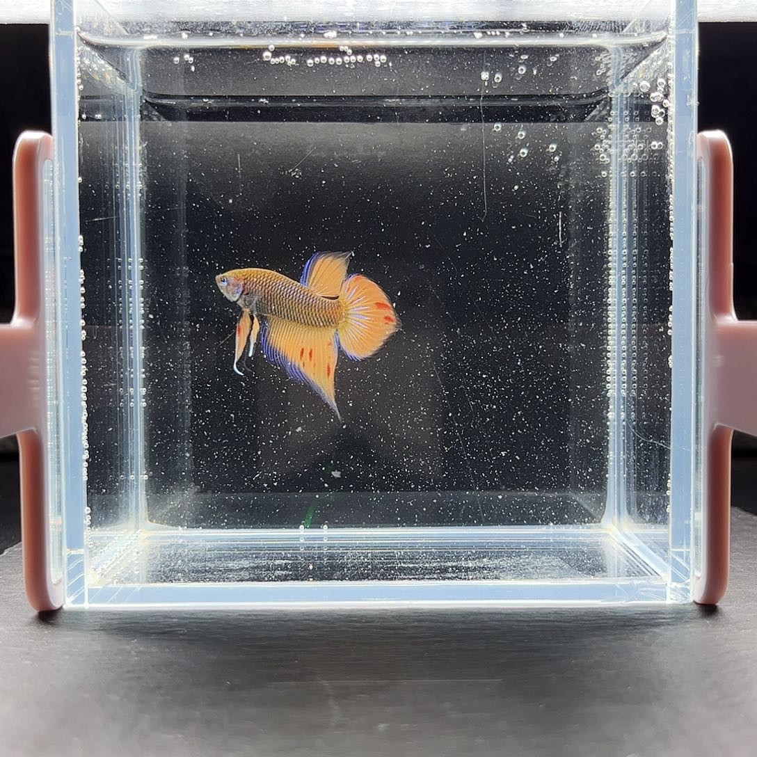 海水鱼宙斯斗鱼竞拍12-09