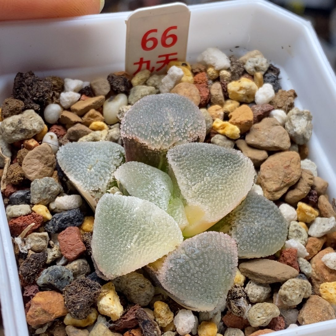 66号冰钻磨面锦多肉