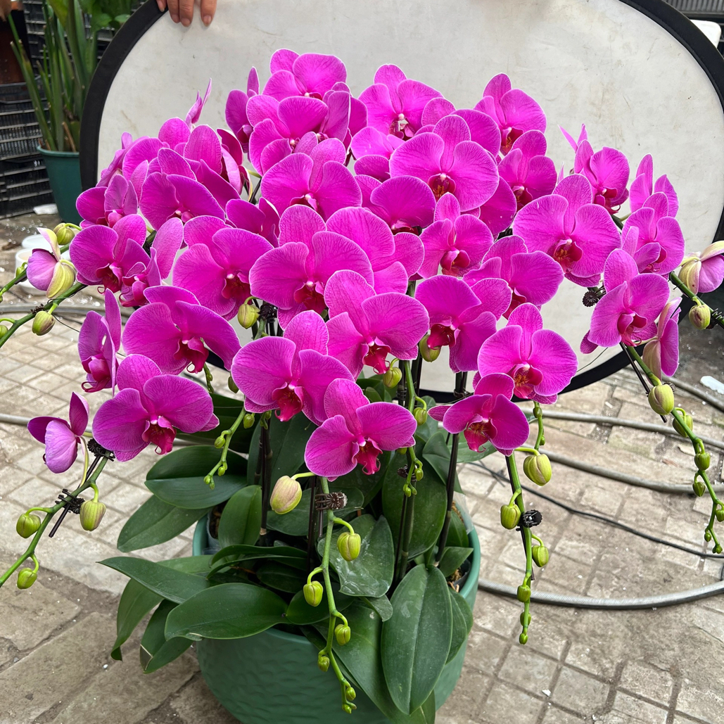 蝴蝶兰盆栽带花剑大苗室内花卉绿植四季开花好养活耐养年宵花