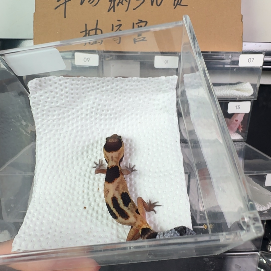 豹纹守宫奶牛瘾橘白弟弟