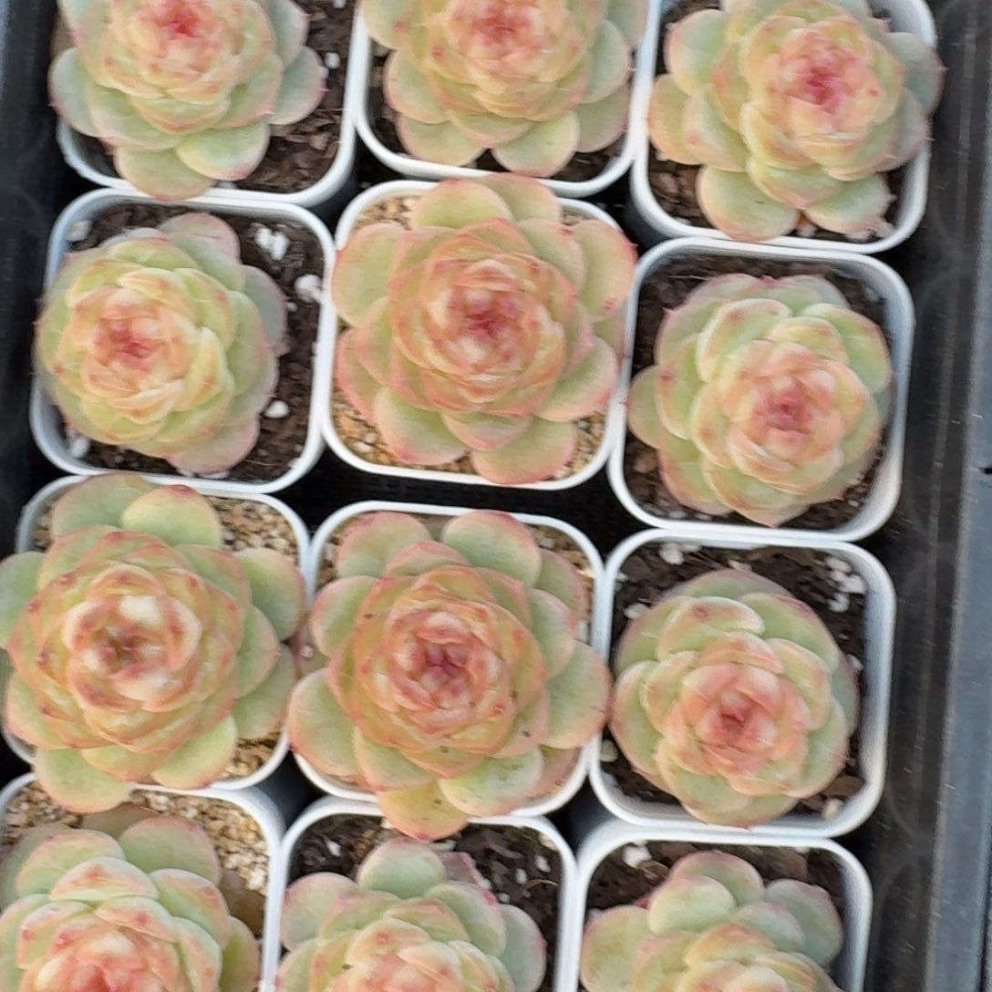 1129-036-朱砂一颗量拍