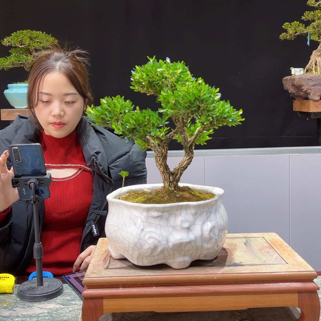 四季常青老桩黄杨盆景