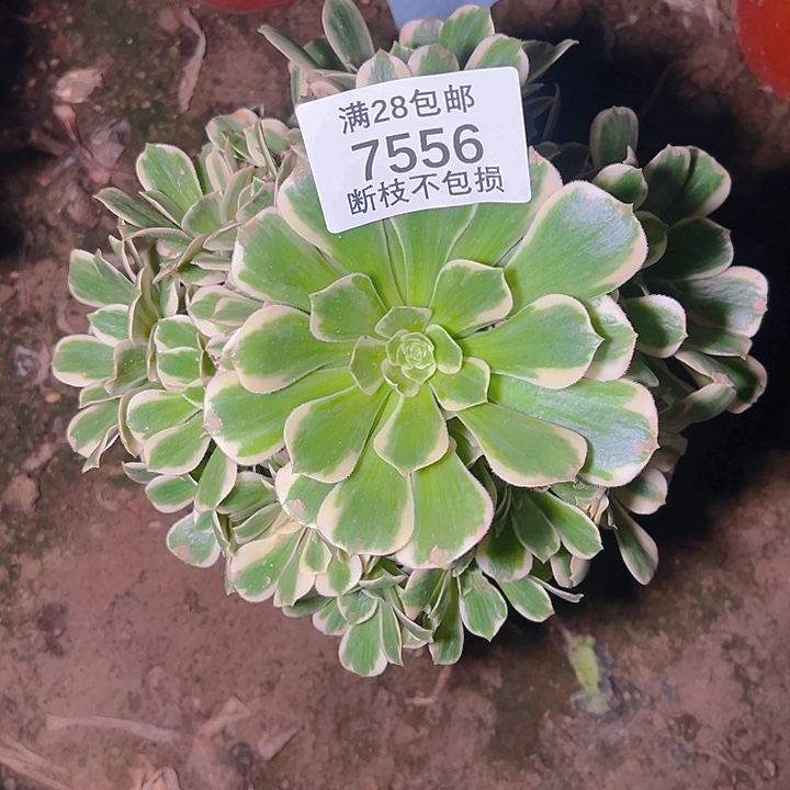 7556迈巴赫多肉植物