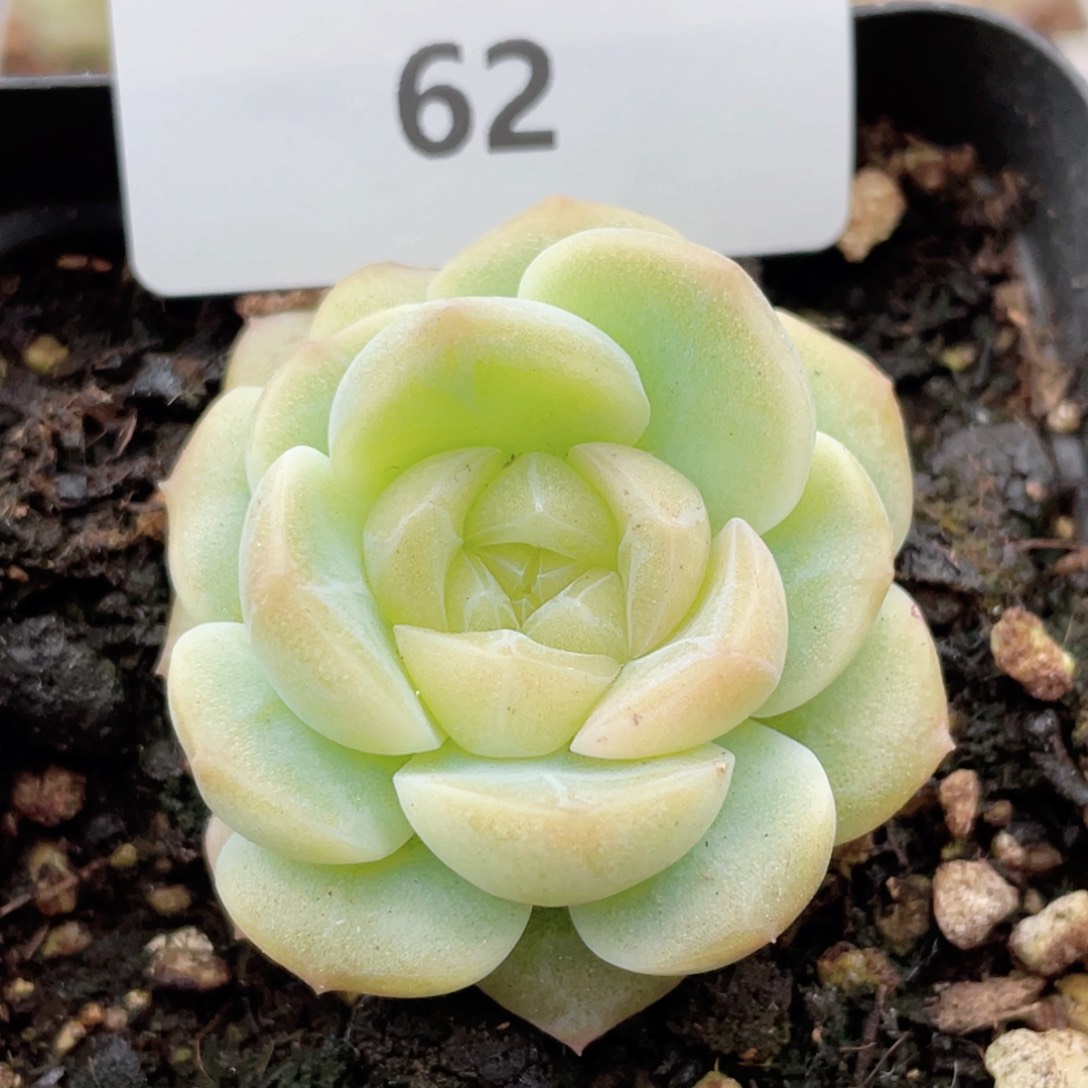 62号糖心冰心珍妮 无尽灯