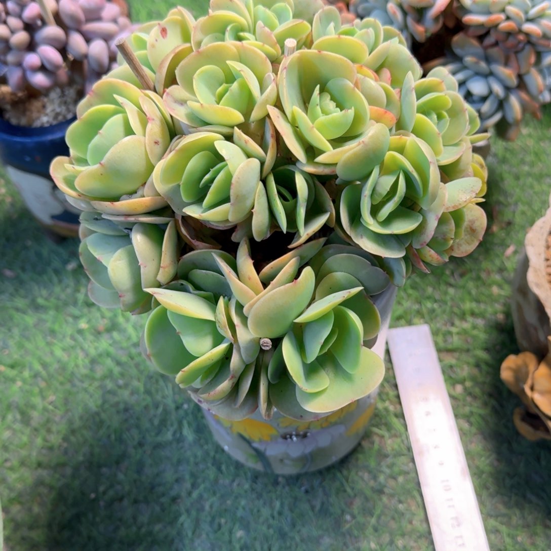 碧桃朵朵缀安琪姐拍