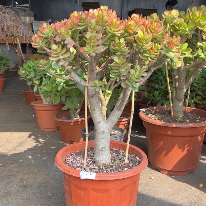 A****s大颗姬红花月带点土球发货 不退不换