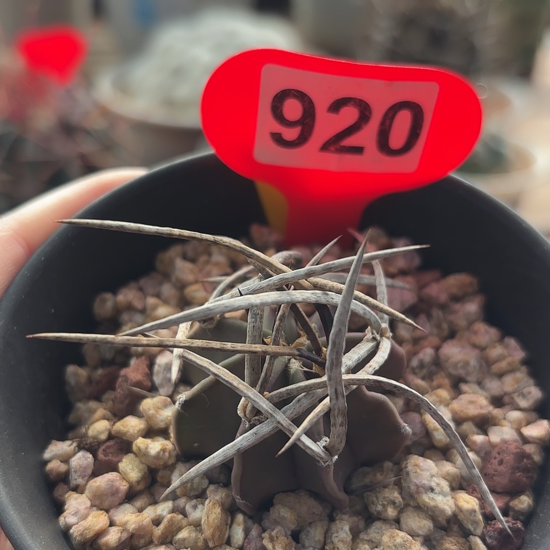 仙人球实生水牛角