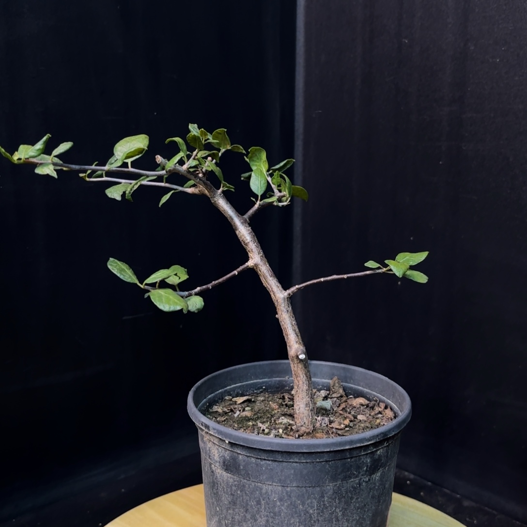 舍特利带盆发货1111