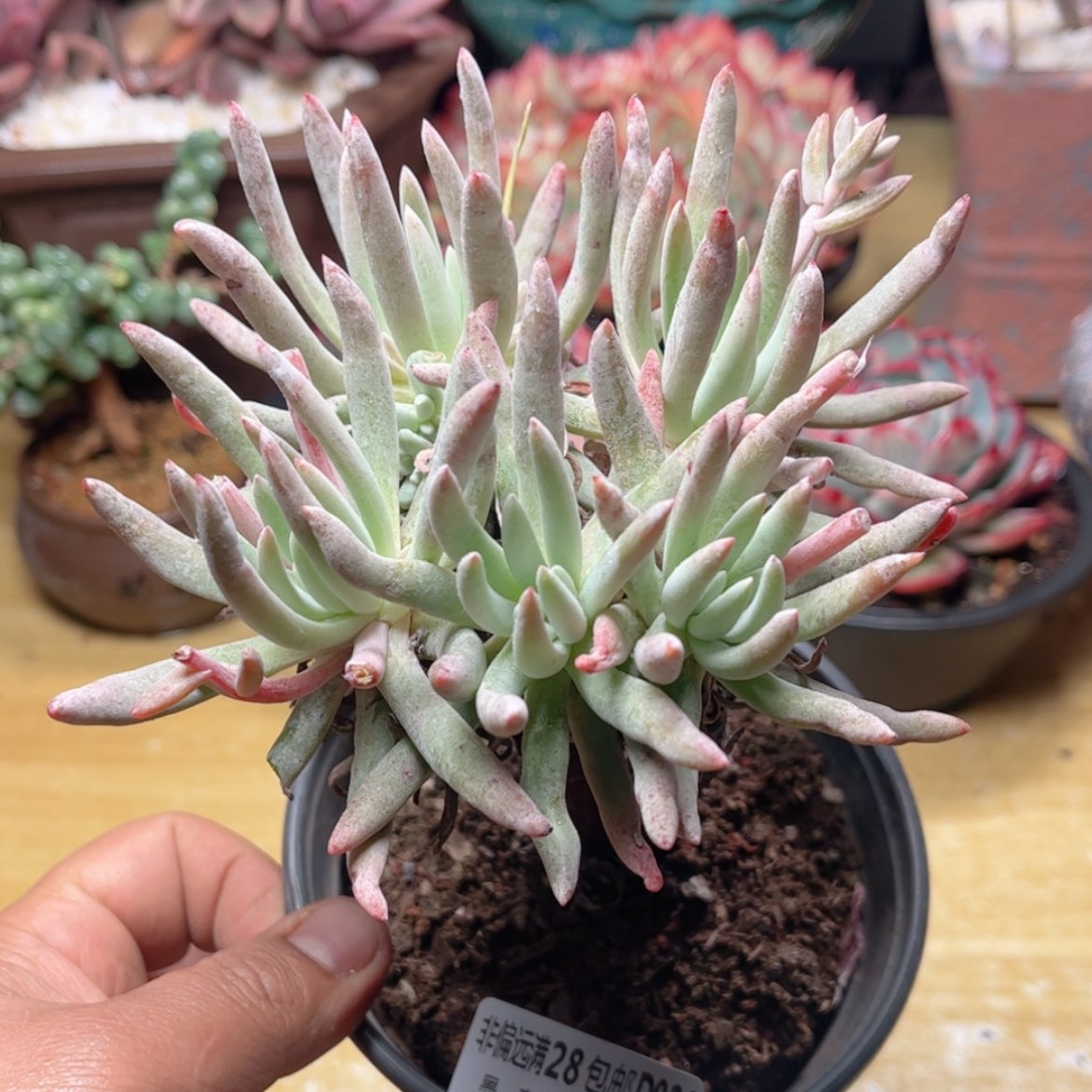 【闪购商品】926爱杜丽斯