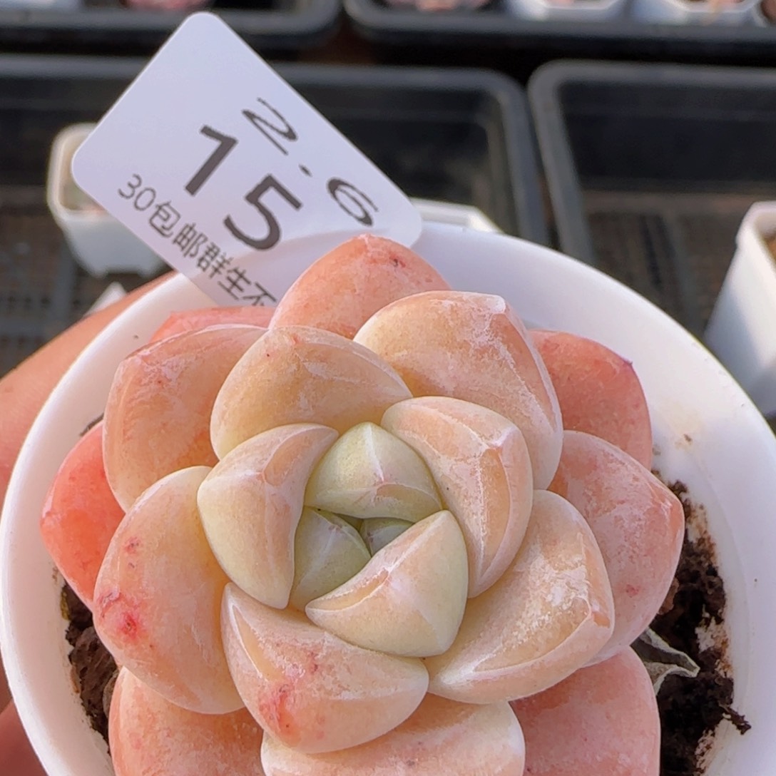 奶油冰玉单头一颗脱土