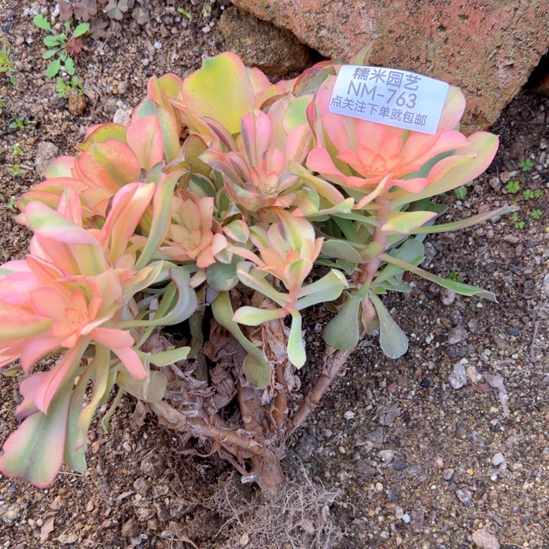 绍七彩母本多肉植物763