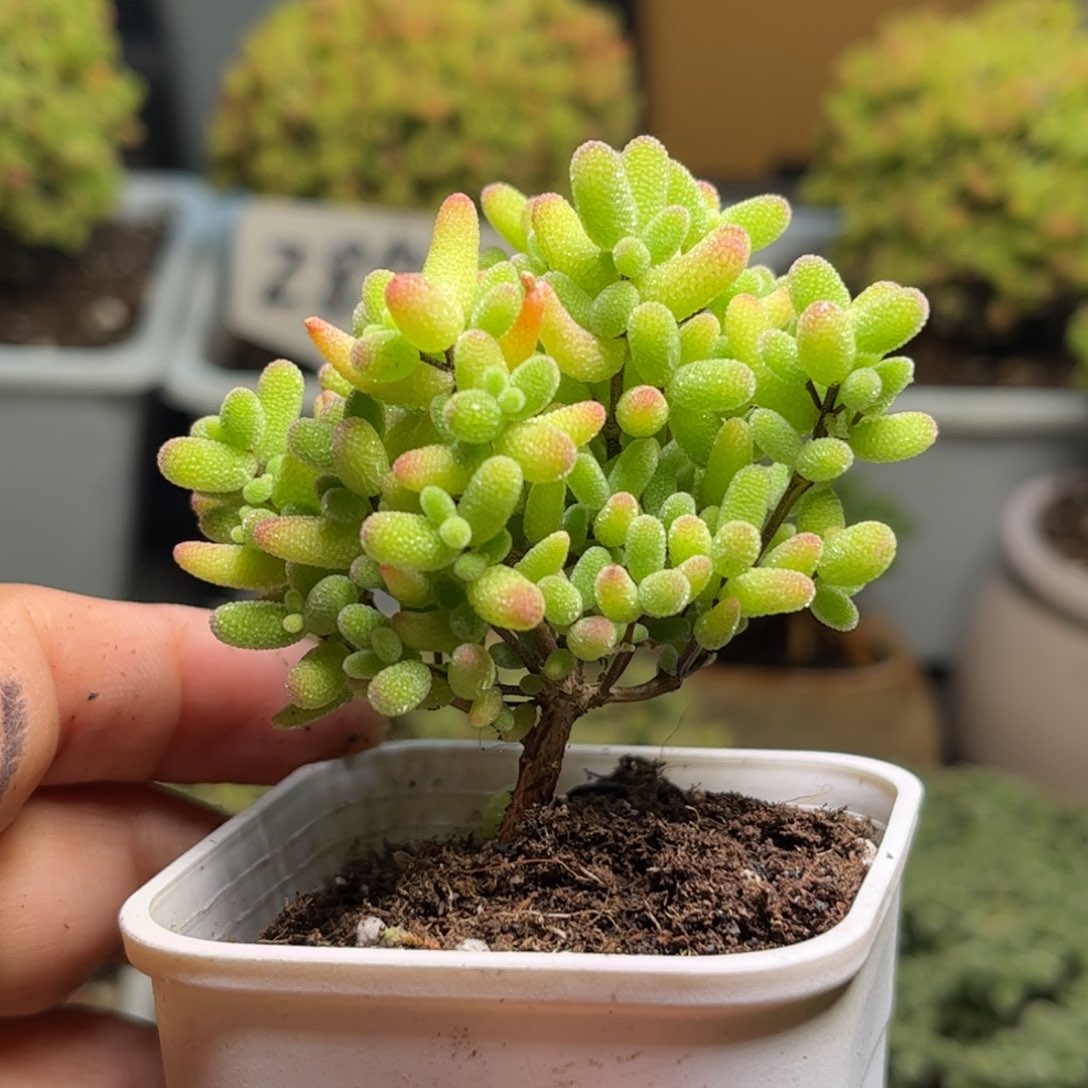 39蜜桔糖球优选枝干