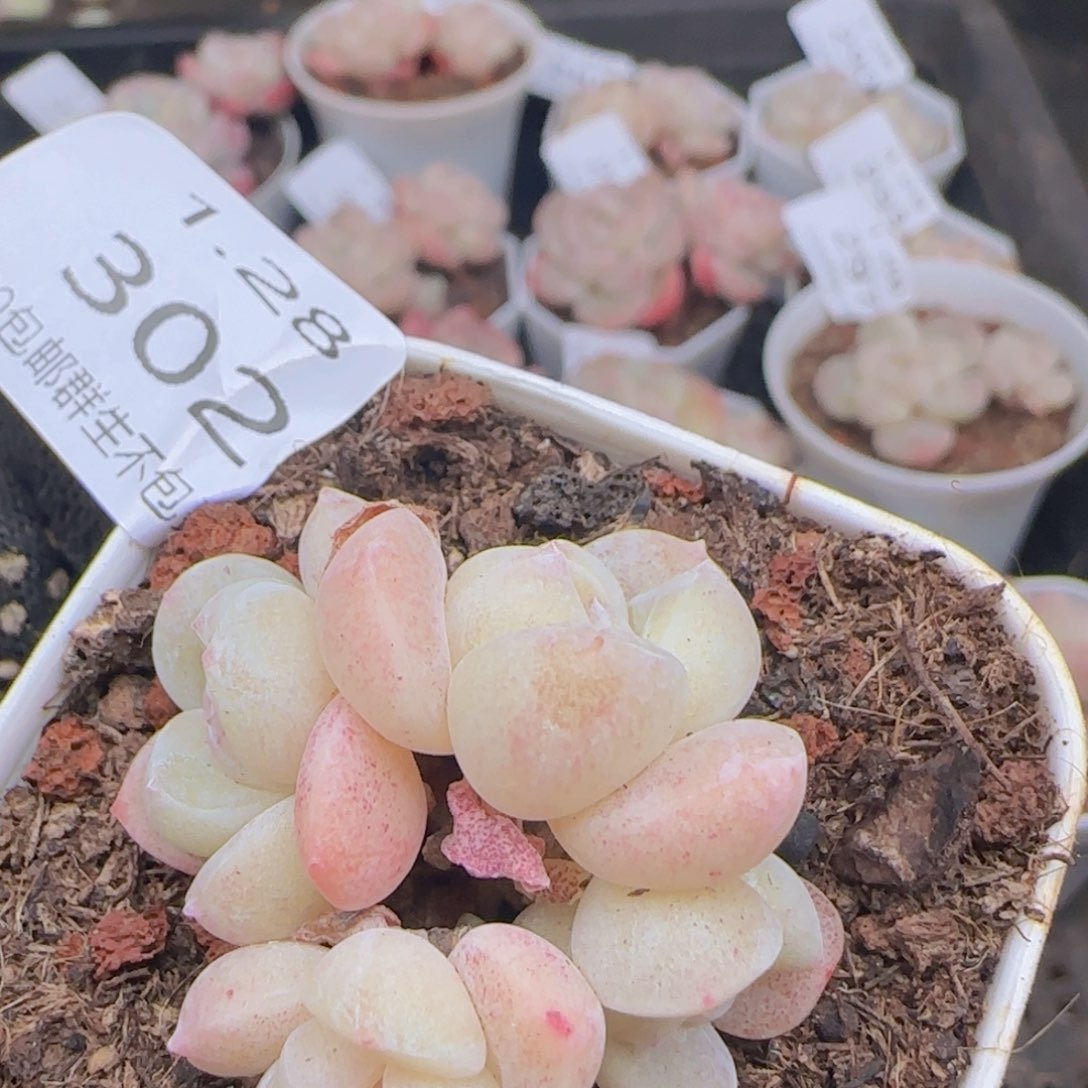 四头糖心冰玉一颗脱土