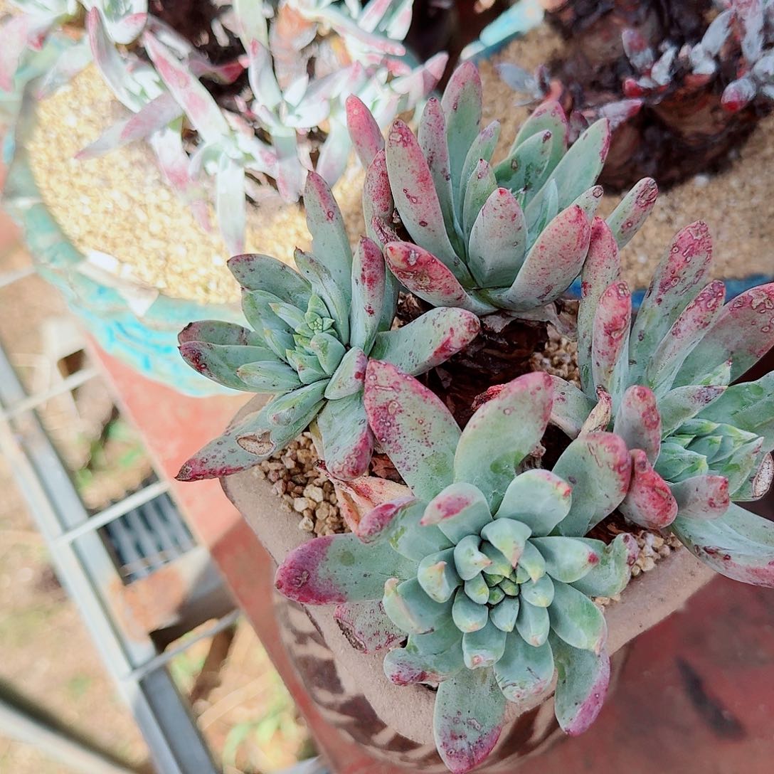 9253绿拇指杂交多肉