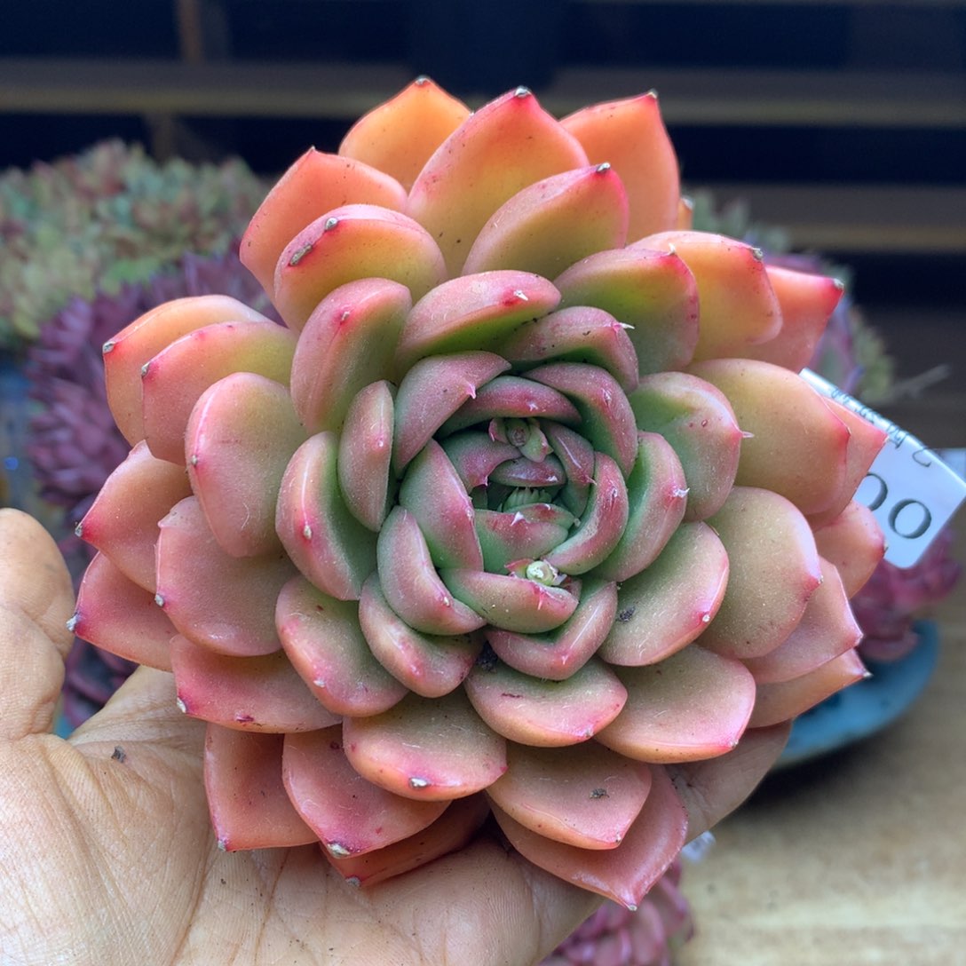 1900杂交精品基地11冠