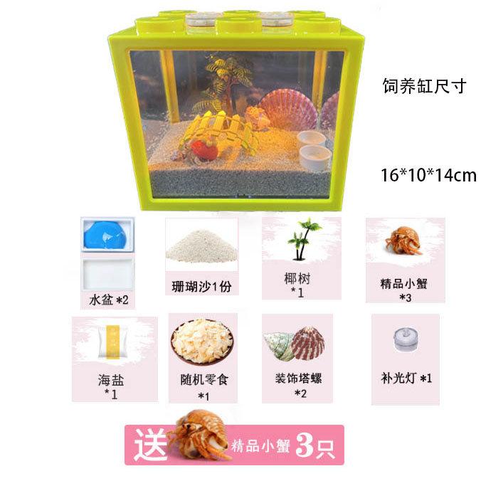 豆丁寄居蟹饲养套装套餐贝壳饲养缸