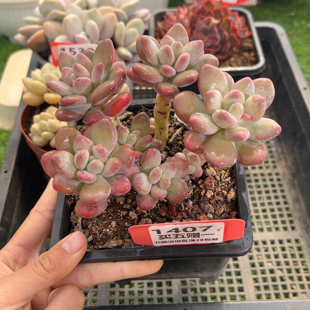 表妹精品多肉1407.