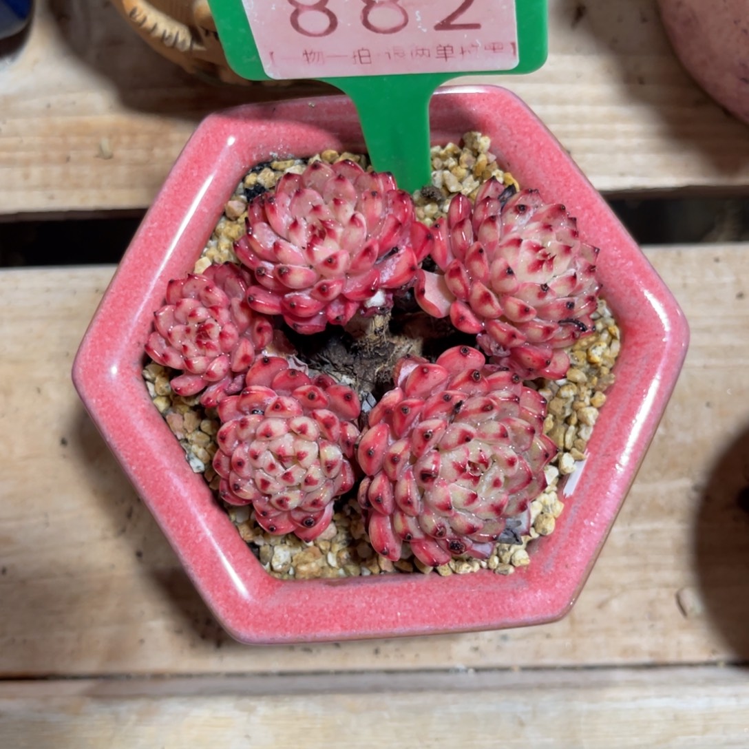 䒕****云尘多肉一物一拍不含盆882