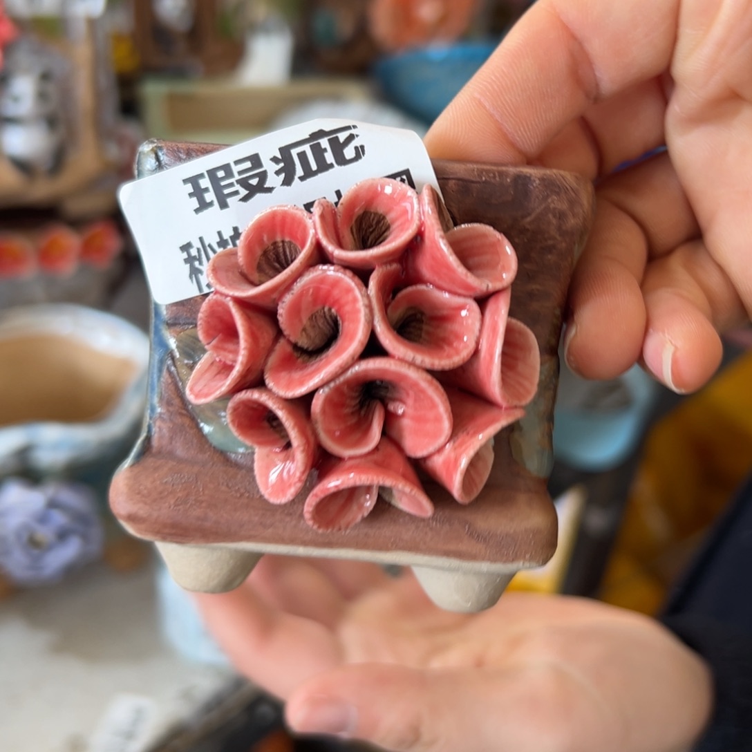 多肉花盆，满20发货，爱退款拉黑