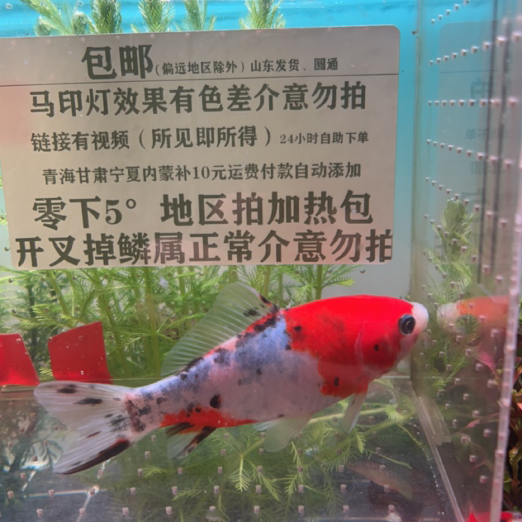 167号11-12公分玉面半身红奶花短炮弹体尾草金鱼冷水好养（母鱼）