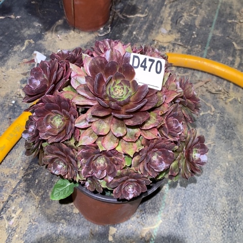 红丝绒多肉植物法师不包损