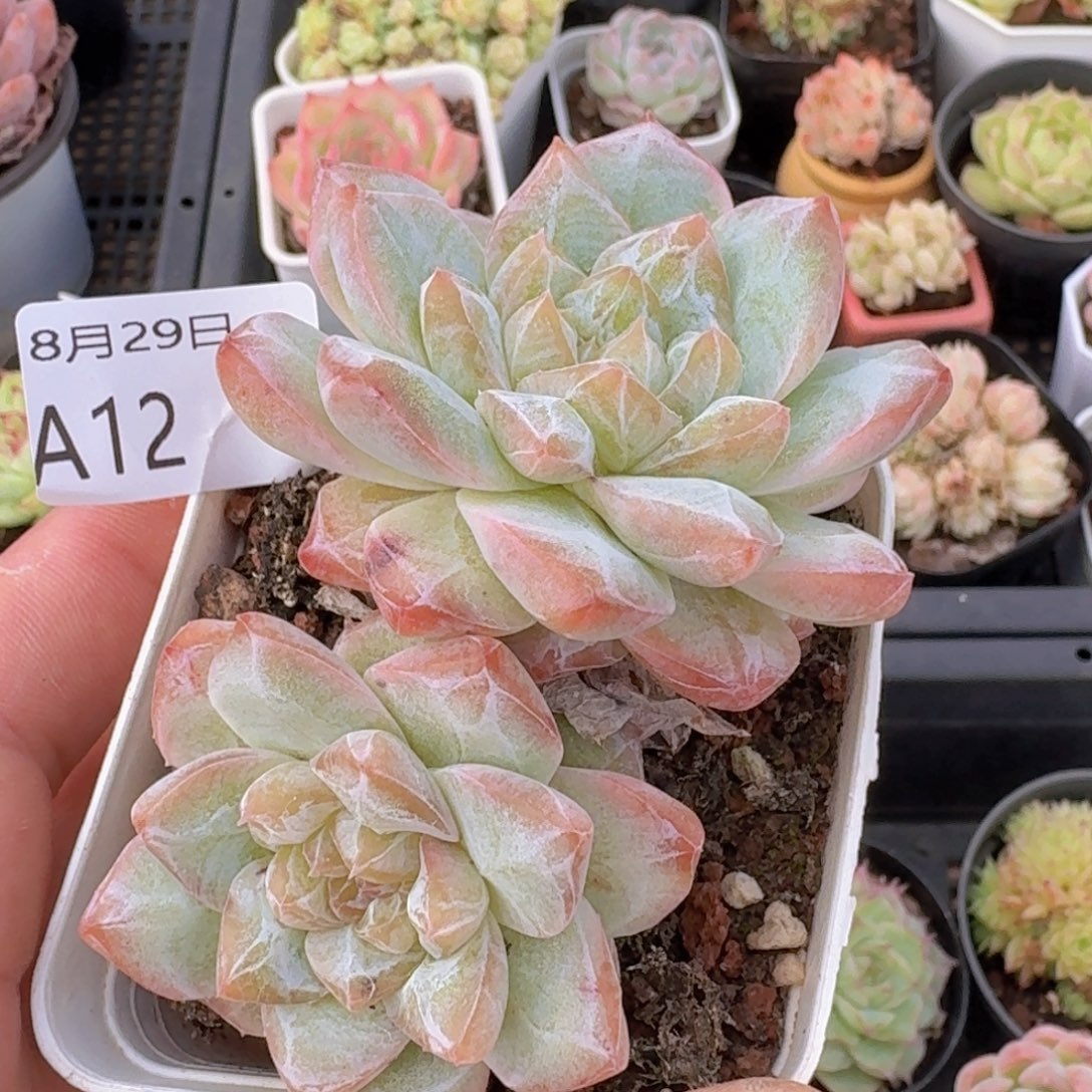粉钻两颗脱土发货