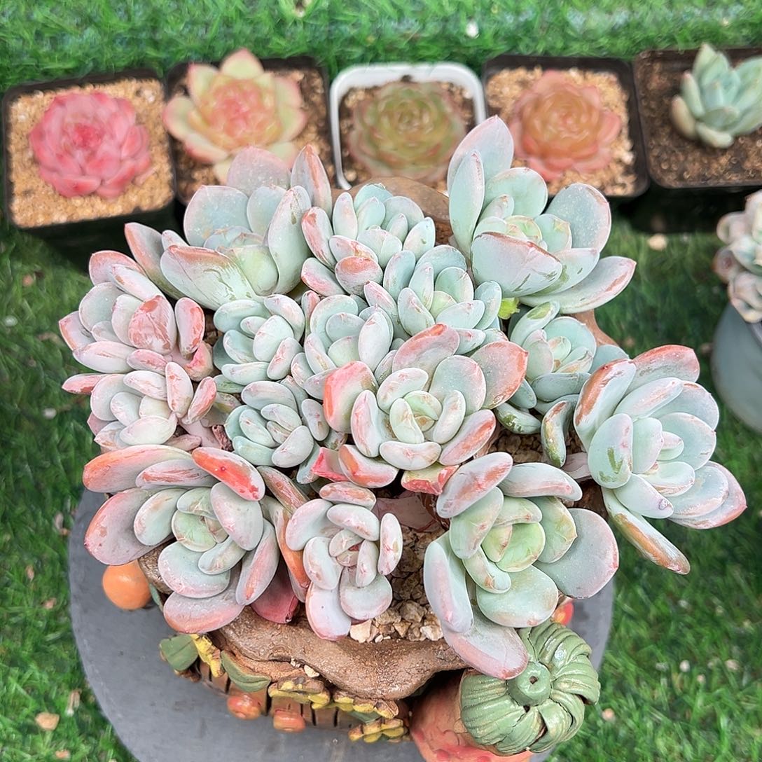 香橙多头群，一物一拍