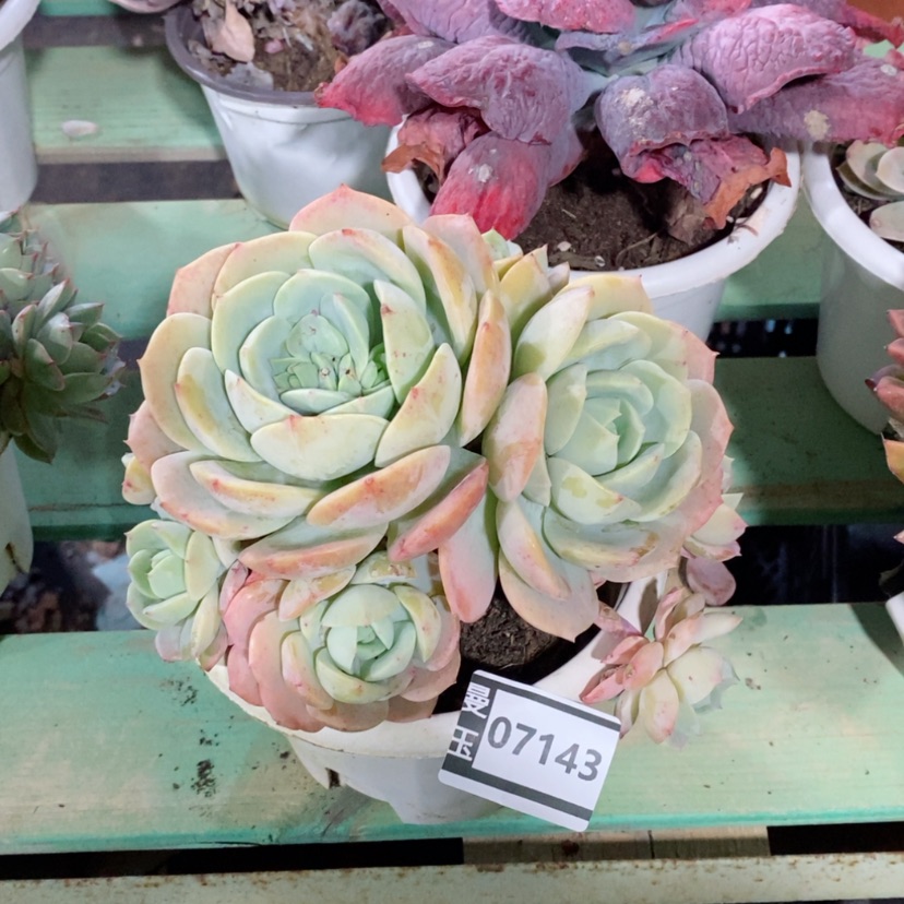 【闪购商品】左*恋曲07143